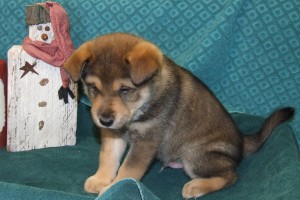 Picture of Oaken