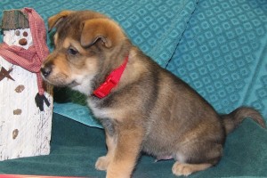Picture of Oaken
