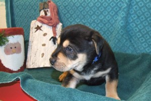 Picture of Olaf
