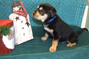 Picture of Olaf