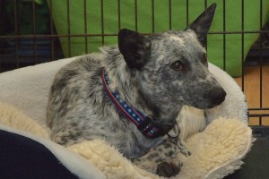 Picture of Pepper