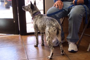 Picture of Pepper