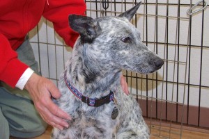 Picture of Pepper