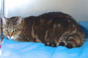 Picture of Pussycat