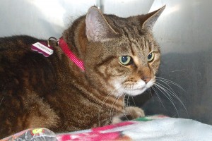Picture of Pussycat