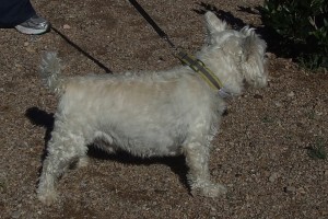 Picture of Remington