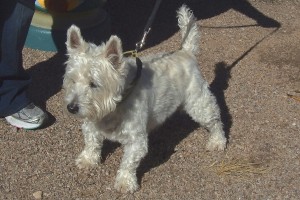 Picture of Remington
