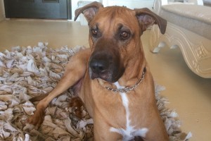 Picture of Rufus