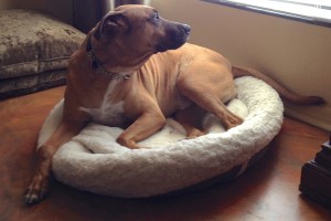 Picture of Rufus