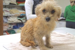 Picture of Sandy