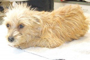 Picture of Sandy