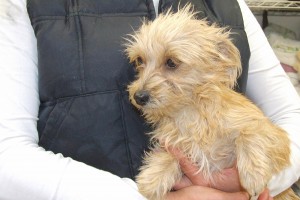 Picture of Sandy