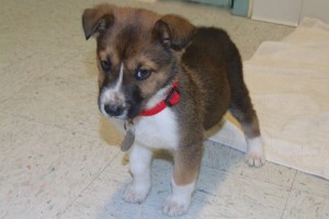 Picture of Snowy