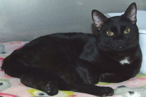 Picture of Stanley