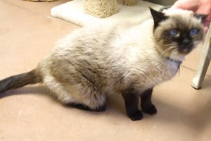 Picture of Teddy