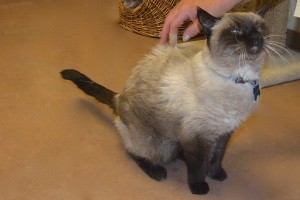 Picture of Teddy