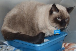 Picture of Teddy