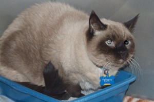 Picture of Teddy