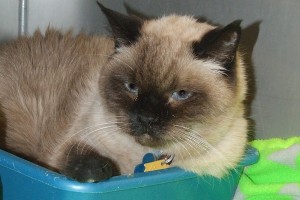 Picture of Teddy