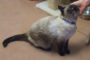 Picture of Teddy