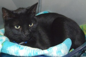 Picture of Whiskers
