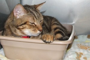Picture of Zie