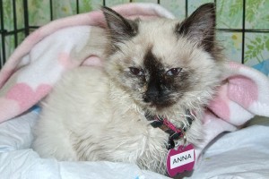 Picture of Anna