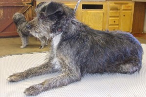 Picture of Annie
