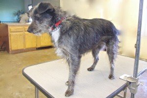 Picture of Annie