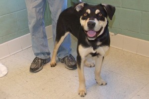 Picture of Bandit