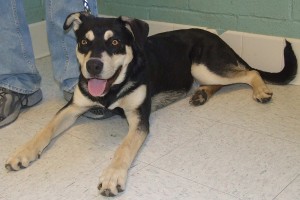 Picture of Bandit