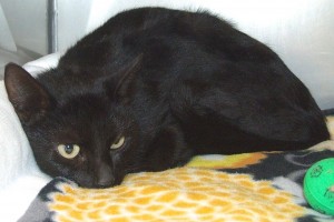 Picture of Baya