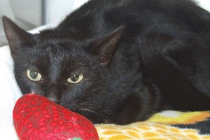 Picture of Baya