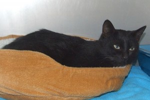 Picture of Baya