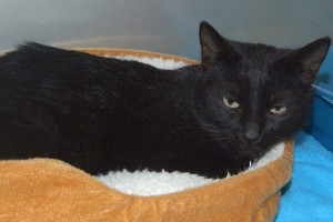 Picture of Baya