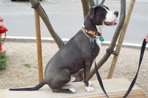 Picture of Blue