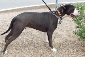 Picture of Blue