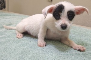 Picture of Bud