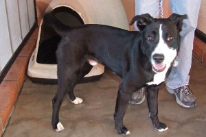 Picture of Buddy