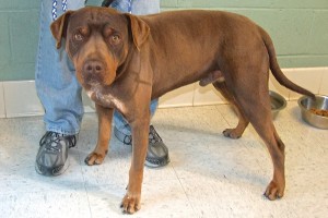 Picture of Copper