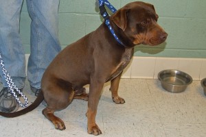 Picture of Copper