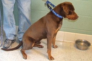 Picture of Copper