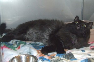 Picture of Diesel
