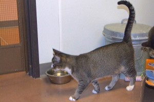 Picture of Flopsy