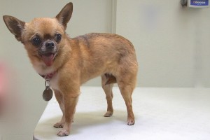 Picture of Ginger