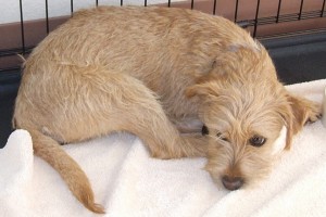Picture of Jac