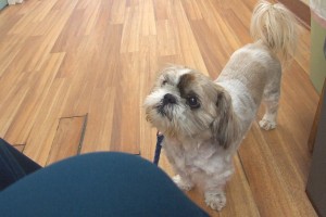 Picture of Kooper