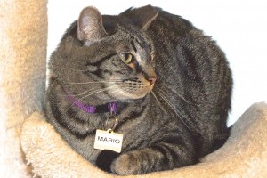 Picture of Mario