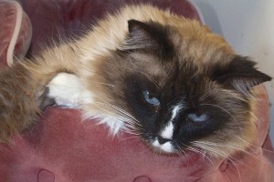 Picture of Mello