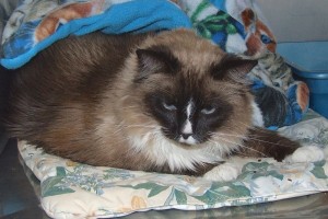 Picture of Mello
